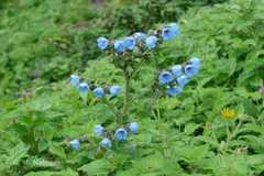 Paracaryopsis lambertiana